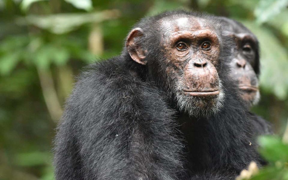 Chimpanzees go to hilltops to gather information about rival groups, study finds