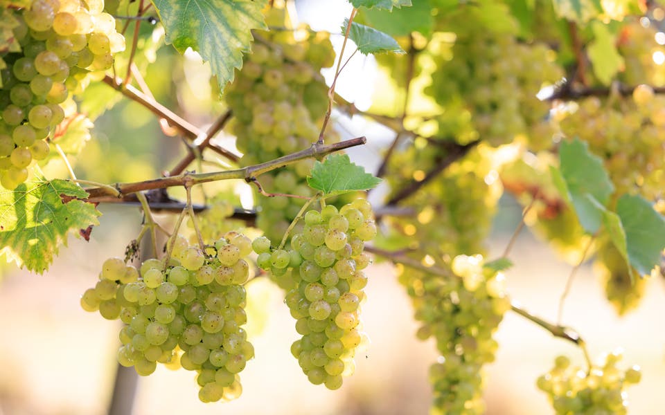 The best Riesling wines to buy from around the globe 