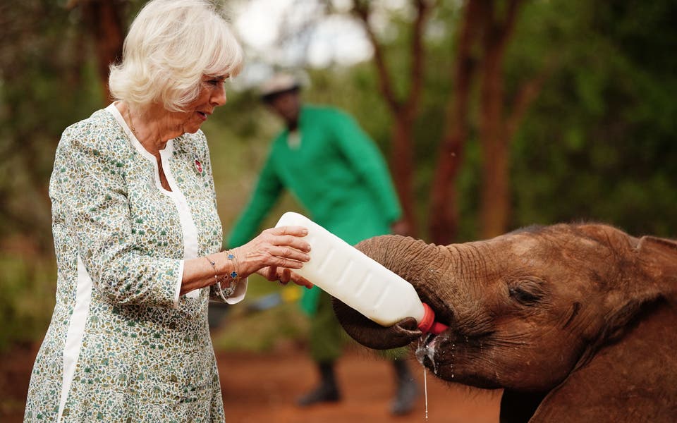 Camilla bottle-feeds orphaned baby elephants at Kenya sanctuary