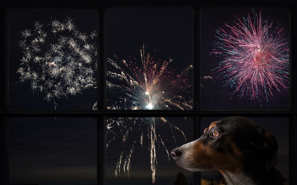 How to help reassure your pets this bonfire night
